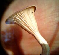 Clitocybe gibba image