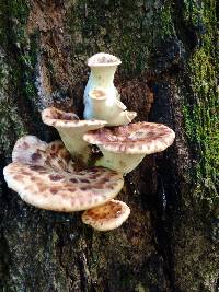 Polyporus squamosus image