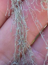 Ramalina menziesii image