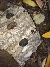 Annulohypoxylon thouarsianum image