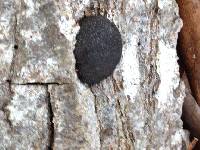 Annulohypoxylon thouarsianum image