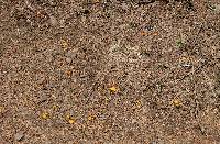 Caloscypha fulgens image