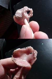 Mycena pura image