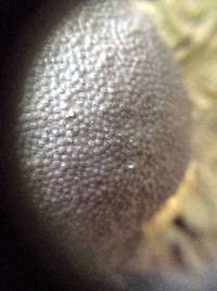 Annulohypoxylon thouarsianum image