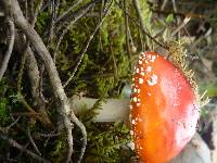 Amanita muscaria image