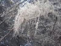 Ramalina menziesii image
