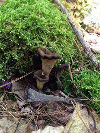 Craterellus cornucopioides image