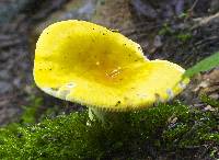 Russula claroflava image