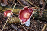 Media resource of Russula puellaris