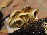 Media resource of Lentinus crinitus