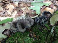 Craterellus cornucopioides image