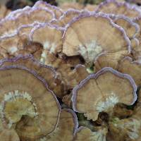 Trichaptum biforme image