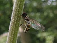 Media resource of Entomophthora muscae