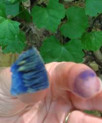 Lactarius indigo image