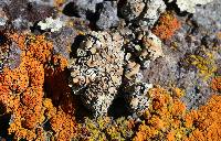 Media resource of Rhizoplaca peltata