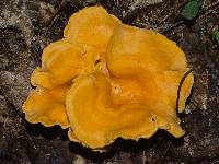 Cantharellus lateritius image
