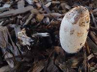 Coprinus comatus image