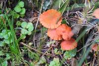Media resource of Hygrocybe coccineocrenata