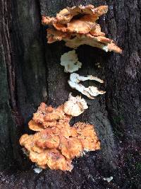 Laetiporus sulphureus image