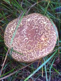 Boletus chrysenteron image