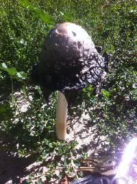 Coprinus comatus image