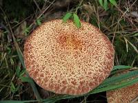 Suillus pictus image
