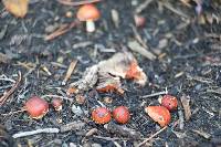 Leratiomyces ceres image