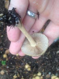 Media resource of Agrocybe putaminum