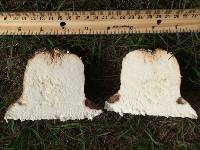 Calvatia bovista image