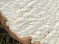 Calvatia bovista image
