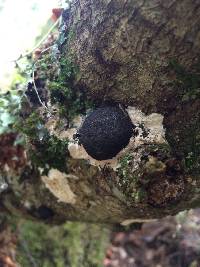 Annulohypoxylon thouarsianum image