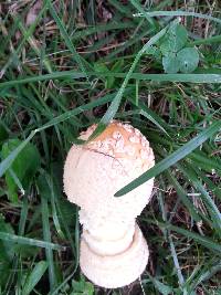 Amanita muscaria image