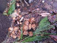 Coprinellus micaceus image