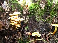 Pholiota alnicola image