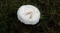 Leucoagaricus leucothites image