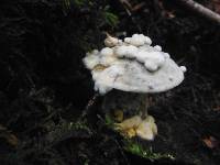 Hypomyces chrysospermus image