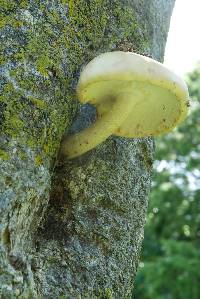 Media resource of Agrocybe parasitica
