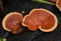 Pycnoporus coccineus image