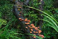 Pycnoporus coccineus image