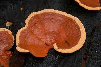 Pycnoporus coccineus image