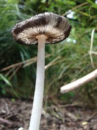 Coprinopsis lagopus image