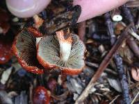 Leratiomyces ceres image