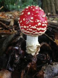 Amanita muscaria image