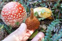Chalciporus piperatus image