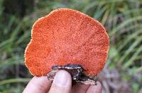 Pycnoporus coccineus image