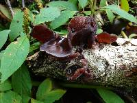 Media resource of Auricularia cornea