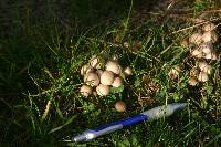 Psathyrella candolleana image
