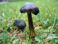 Hygrocybe conica image