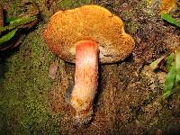 Thumbnail image of current specimen