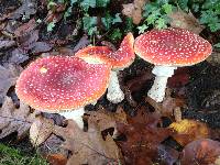 Amanita muscaria image